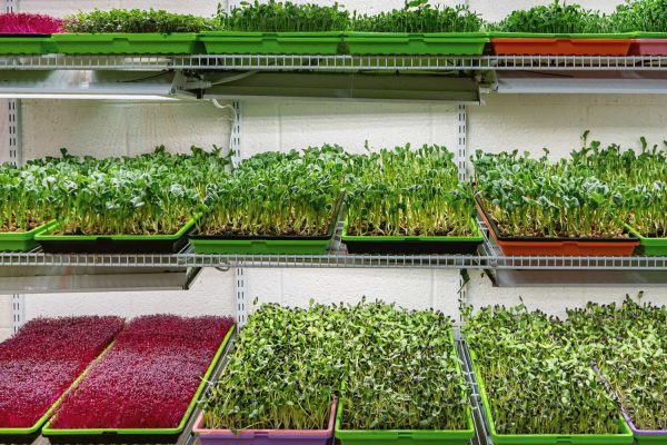 Top Microgreens to Grow at Home—No Hustle Required